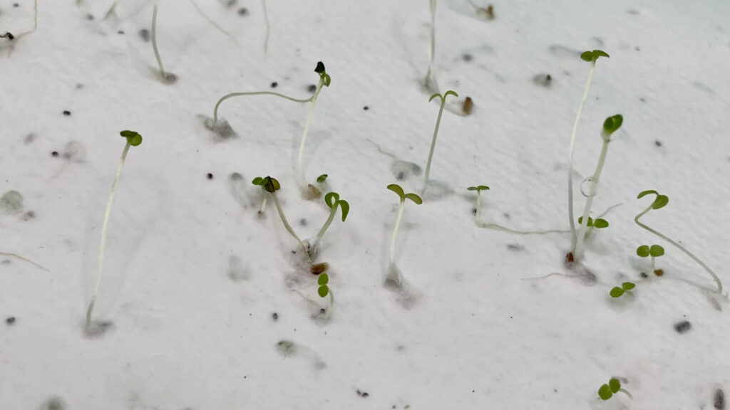 Plant growing from seed paper – eco-friendly seed paper by Seed Paper UAE